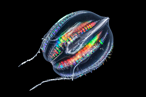 in-vitro-18-zeedruifje-©-mick-otten-w