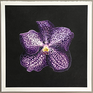 paarse-orchidee-christy-heuchemer