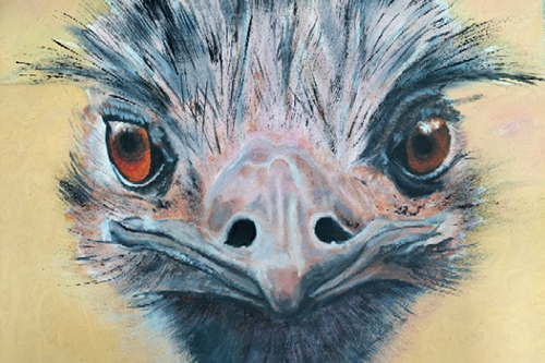 dierenportret-struisvogel-peter-franse dierenportret-struisvogel-peter-franse