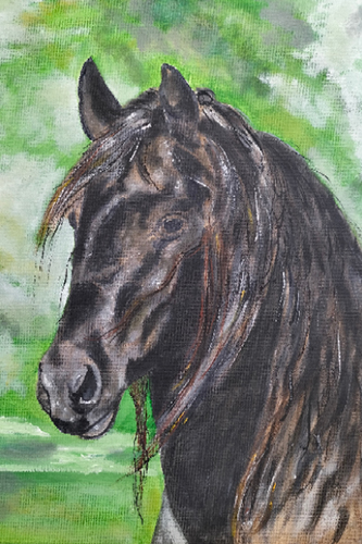 dierenportret-paard-peter-franse
